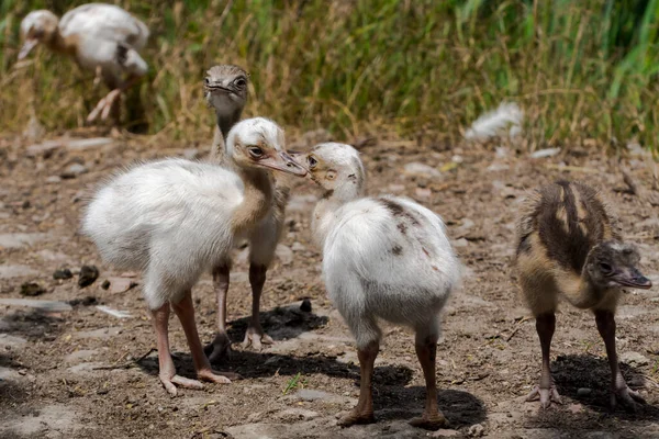 Velká Rhea Holka Její Vědecké Jméno Rhea Americana — Stock fotografie