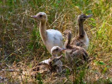 Büyük Rhea pilici, bilimsel adı Rhea americana