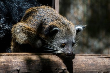 Genç ayı ya da binturong, bilimsel adı Arctictis binturong