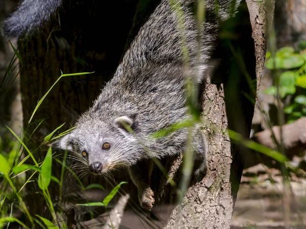 Młody Niedźwiedź Lub Binturong Jego Naukowe Imię Arctis Binturong — Zdjęcie stockowe