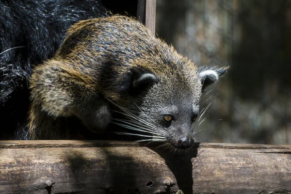 Young Bearcat Binturong Its Scientific Name Arctictis Binturong — Stock Photo, Image