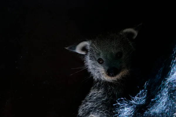 Jeune Barbue Binturong Son Nom Scientifique Est Arctictis Binturong — Photo