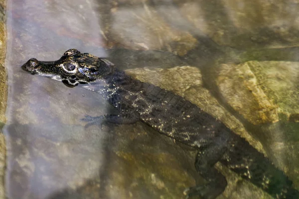 Crocodile Nain Africain Bébé Son Nom Scientifique Est Osteolaemus Tetraspis — Photo