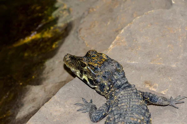 Afrikaanse Dwerg Krokodil Baby Zijn Wetenschappelijke Naam Osteolaemus Tetraspis — Stockfoto