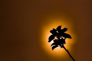 Elma ağacı çiçeğinin silueti. Bilimsel adı Malus domestica.