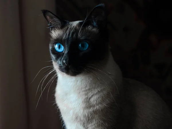 Chat Siamois Aux Yeux Bleus Assis Dans Ombre — Photo