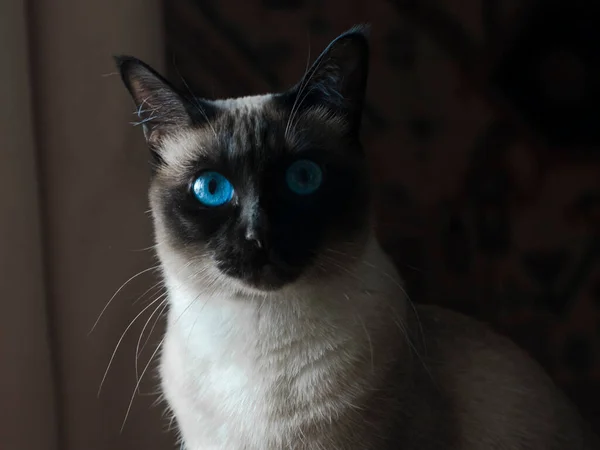 Blue Eyed Siamese Cat Sitting Shadow — Stok fotoğraf