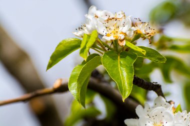 Avrupa veya sıradan erik, bilimsel adı Prunus domestica