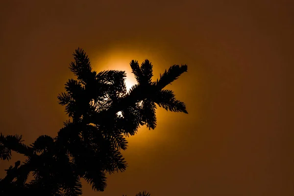 Sötét Sziluett Fenyőfa Háttérvilágítással — Stock Fotó