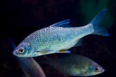 Common roach, its scientific name is Rutilus rutilus