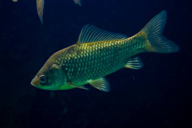Prussian carp, its scientific name is Carassius auratus gibelio