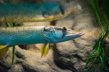 Northern pike, its scientific name is Esox lucius