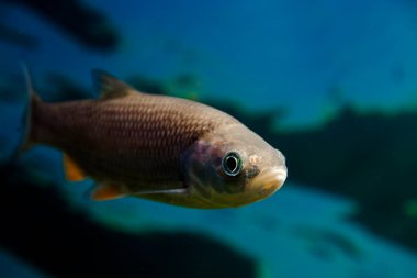 European chub, its scientific name is Squalius cephalus