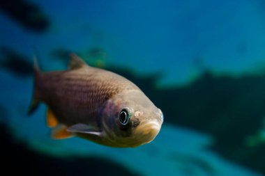 European chub, its scientific name is Squalius cephalus