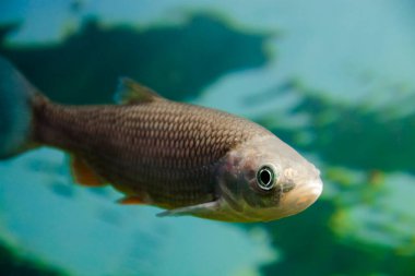 European chub, its scientific name is Squalius cephalus