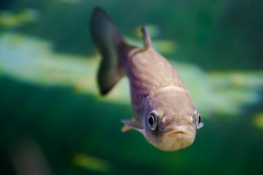 European chub, its scientific name is Squalius cephalus