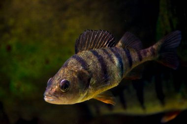 European perch, its scientific name is Perca fluviatilis