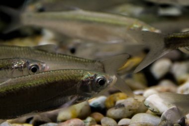 Common bleak, its scientific name is Alburnus alburnus