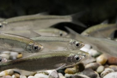 Common bleak, its scientific name is Alburnus alburnus