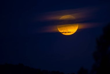 Full moon at night with a pine tree