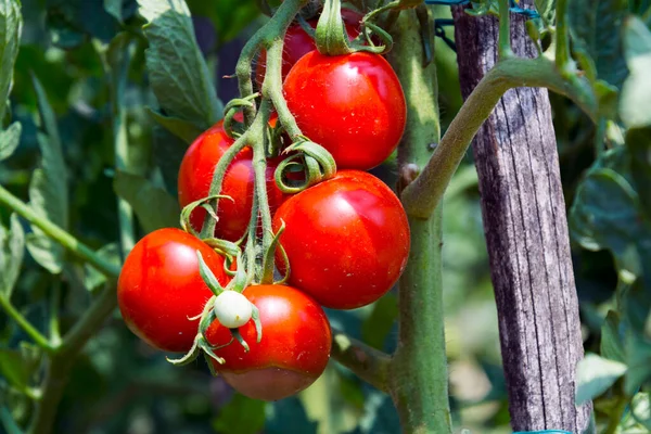 Ripening Red Tomatos Garden Summer — стоковое фото