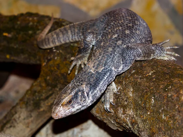 Savannah Monitor Seu Nome Científico Varanus Exanthematicus — Fotografia de Stock