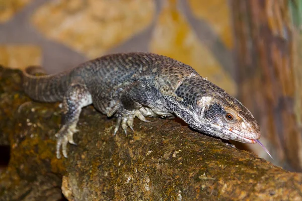 Savannah Monitor Dess Vetenskapliga Namn Varanus Exanthematicus — Stockfoto