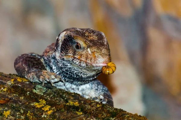 Moniteur Savane Son Nom Scientifique Est Varanus Exanthematicus — Photo