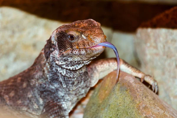 Moniteur Savane Son Nom Scientifique Est Varanus Exanthematicus — Photo