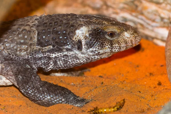 Savannah Monitor Seu Nome Científico Varanus Exanthematicus — Fotografia de Stock