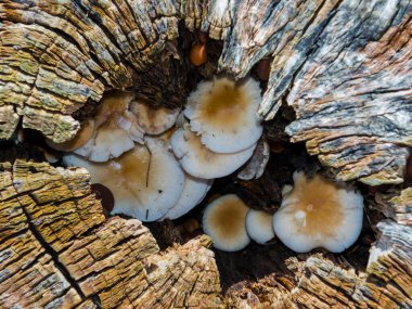 Ağaç kütüğünde bir grup parazit mantarı.