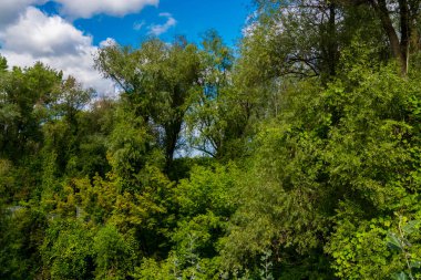 Mako 'daki Maros nehrinin yanındaki ormanın tepe örtüsü.