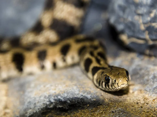 Milos Grass Snake Its Scientific Name Natrix Natrix Schweizeri — Stock Photo, Image