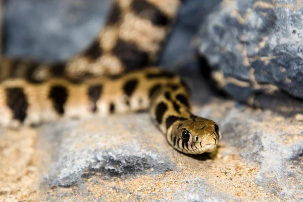 Milos Grass Snake Its Scientific Name Natrix Natrix Schweizeri — Stock Photo, Image