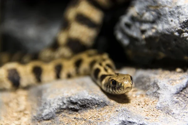 Milos Grass Snake Its Scientific Name Natrix Natrix Schweizeri — Stock Photo, Image