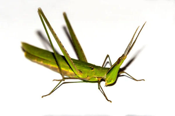 Cone Headed Grasshopper Its Scientific Name Acrida Ungarica — Stock Photo, Image
