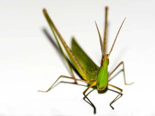 Cone Headed Grasshopper Its Scientific Name Acrida Ungarica — Stock Photo, Image