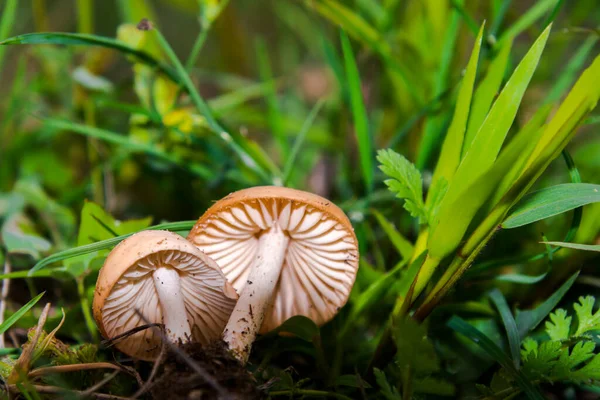 Fairy ring mushroom, its scientific name is Marasmius oreades