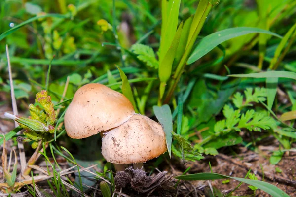 Fairy ring mushroom, its scientific name is Marasmius oreades