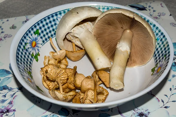 Field mushroom, its scientific name is Agaricus campestris and fairy ring mushroom, Marasmius oreades