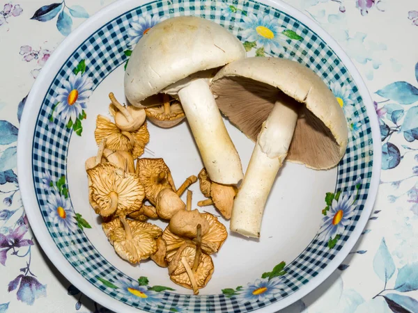 Field mushroom, its scientific name is Agaricus campestris and fairy ring mushroom, Marasmius oreades