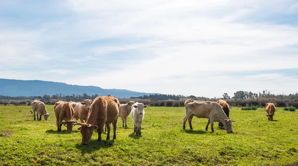 Grazing cows — Stock Photo, Image