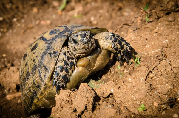 Testudo graeca — Fotografia de Stock