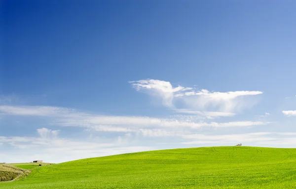 Wheat field on sky background — Stock Photo, Image