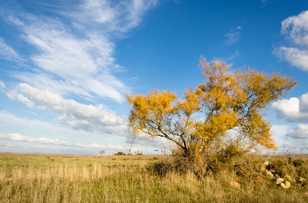 Sardinia, Trexenta Plain — Stock Photo, Image