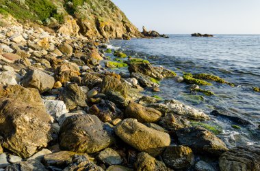 Sardunya, chia defne