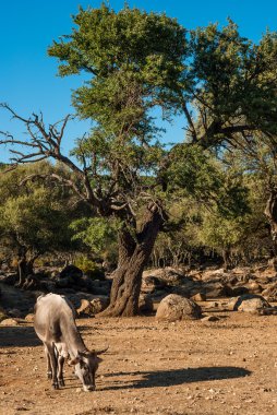 Sardunya, golgo Yaylası