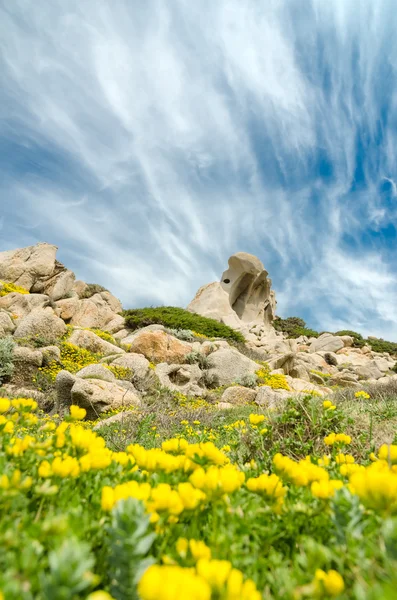 Våren i gallura — Stockfoto