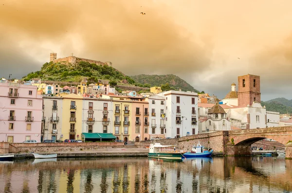 Sardunya, bosa — Stok fotoğraf