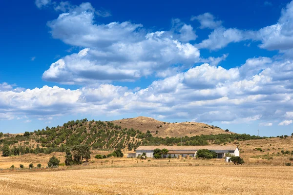 Balle rotonde di fieno — Foto Stock